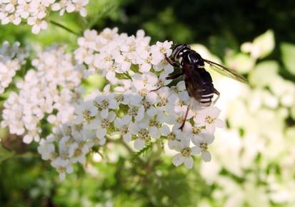 Hvordan identifisere flygende insekter og biller i Michigan