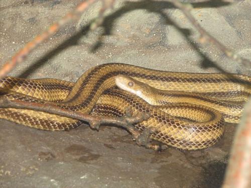Hvordan identifisere Yellow Rat Snake