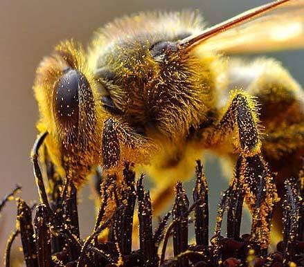 Hva er Bee Pollen brukes til?