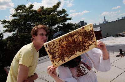 Konsekvenser av Honey Bee Dødsfall