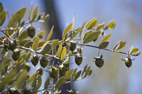 Hva er en erstatning for olivenolje for koking av såpe?