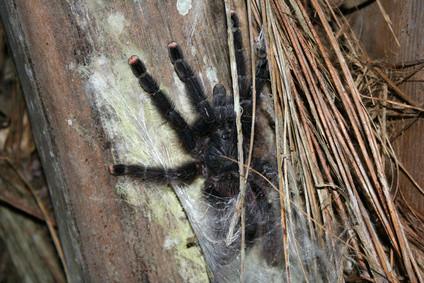 Giftige edderkopper i Thailand