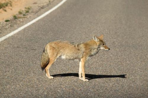 Hvordan bli kvitt Foxes & Coyotes i Illinois