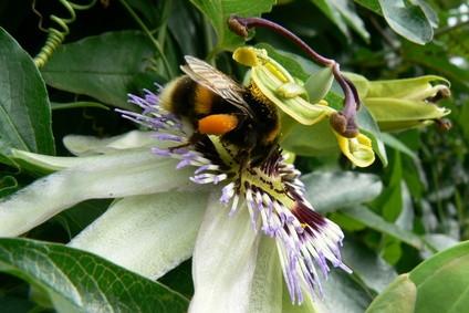 Forskjellene mellom Bees, veps og Hornets