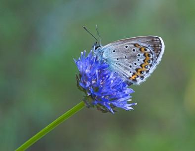 Karner Blue Butterfly Habitat