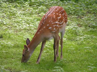 Typer av Deer i South Carolina