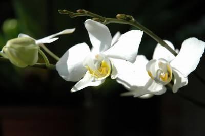 Ulike typer orkideer