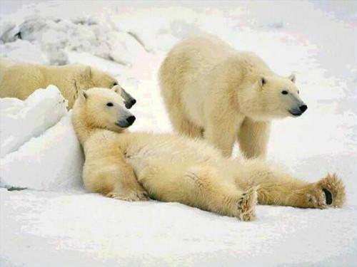 Om Polar Bears