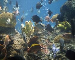 Fantasy Aquarium DS tips