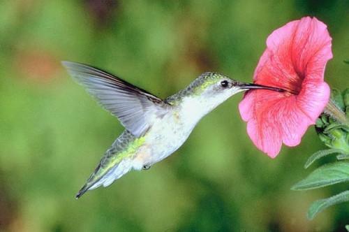 Hvordan Hang en Hummingbird Feeder