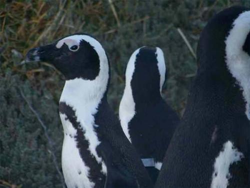 Om Penguins fra Chile
