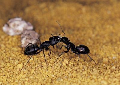 DIY Ant Farms