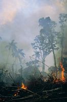 Virkninger av skogbrannen i røyk på levende trær