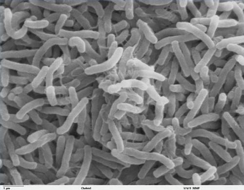 Hvordan Bakterier puste inn?