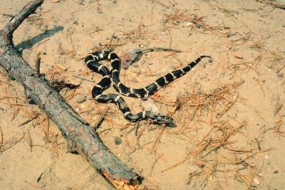 Native Missouri slangearter