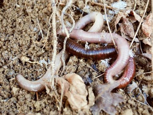 Hvordan virker en Earthworm-feed?