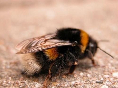 Hvordan å nøytralisere Bee og vepsestikk