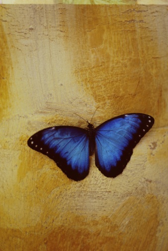 Varianter av Blue Butterflies