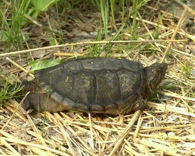 Snapping Turtle Habitat Informasjon