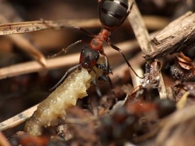 Hovedtrekkene Rugose Harvester Ants