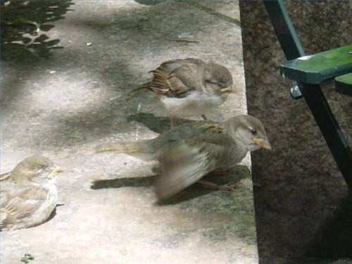Hvordan Sparrows Mate Do?