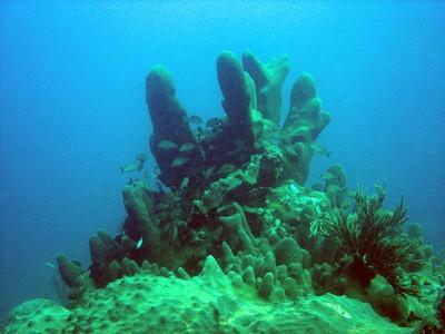 Hvordan kan korallrev Stol på Fotosyntese?