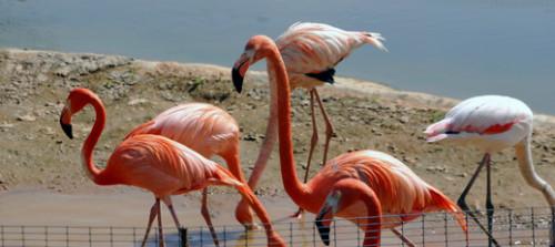 Caribbean Flamingo Diet