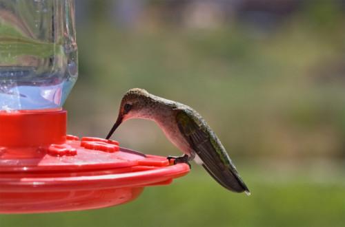 Hvordan lage en Hummingbird Feeder Solution