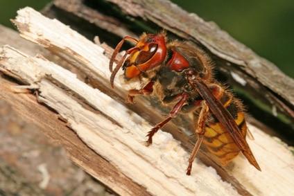 Hvordan identifisere veps og stikkende insekter