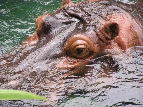 Hvordan Hippos Mate Do?