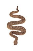 Kan pygmé Snakes Klatre gjerder?