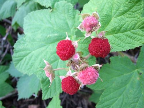 Hvordan identifisere Thimbleberries i Wild