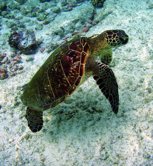 Hvordan Sea Turtles beskytte seg?