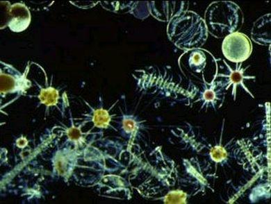 Hvorfor er Planteplankton viktig?
