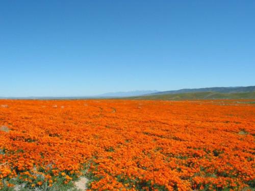 Hvordan feire California Poppy Day
