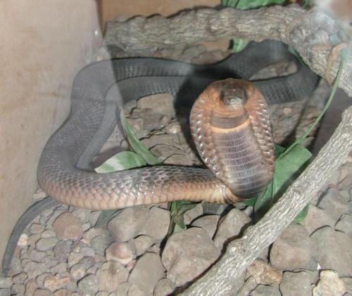 Hvordan identifisere en egyptisk Cobra